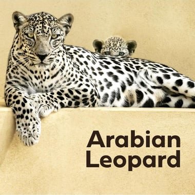 Arabian Leopard (English)