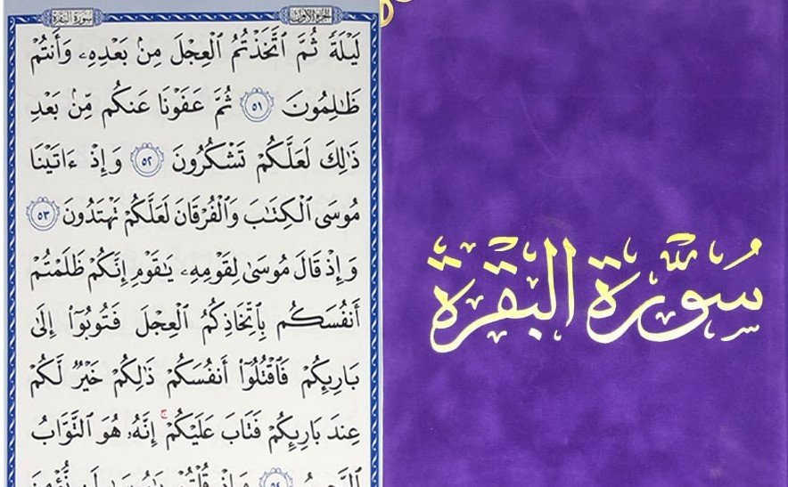 البقرة مخمل بنفسج كبير ١٧*٢٤ سم