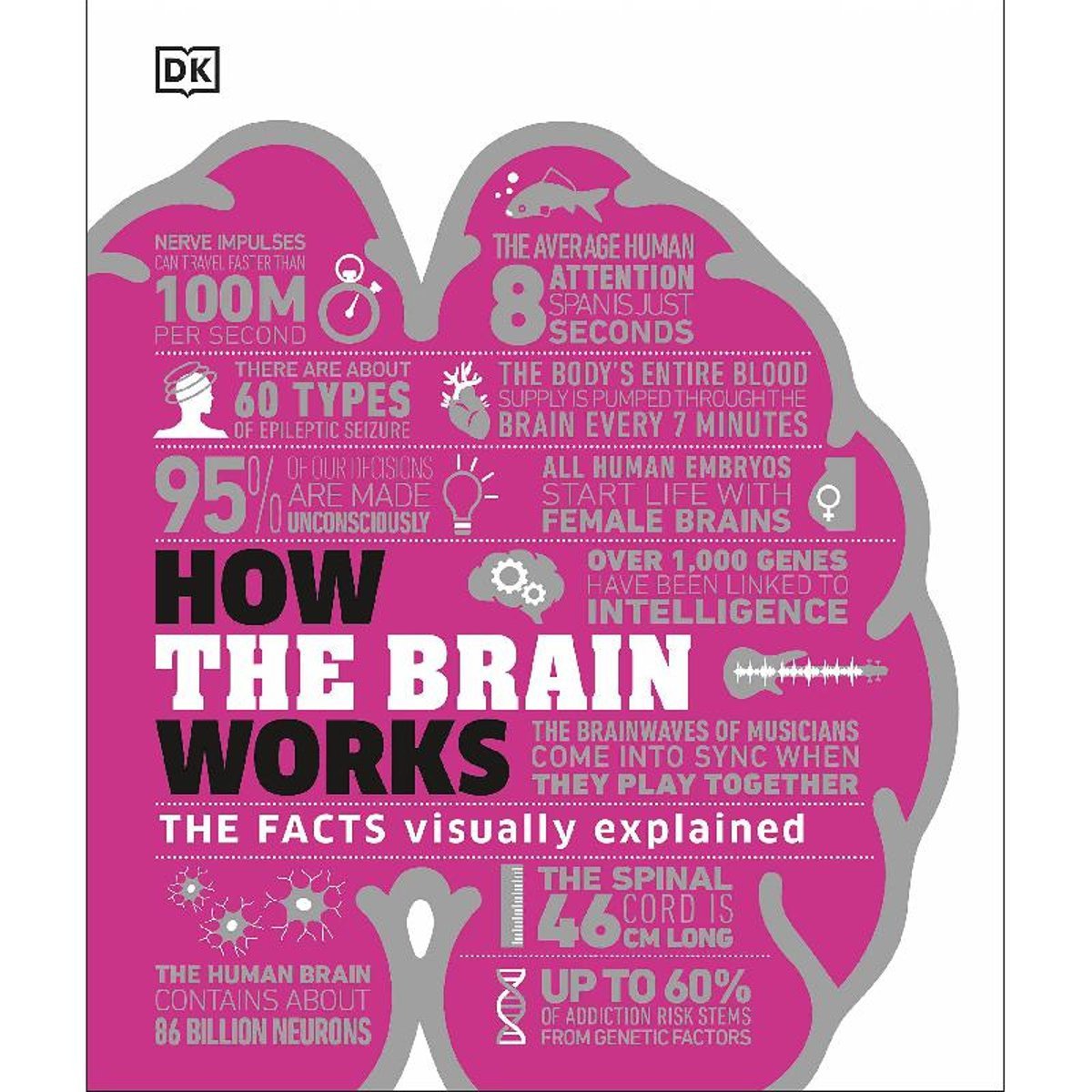 How The Brain Works - The Facts Visually Explained